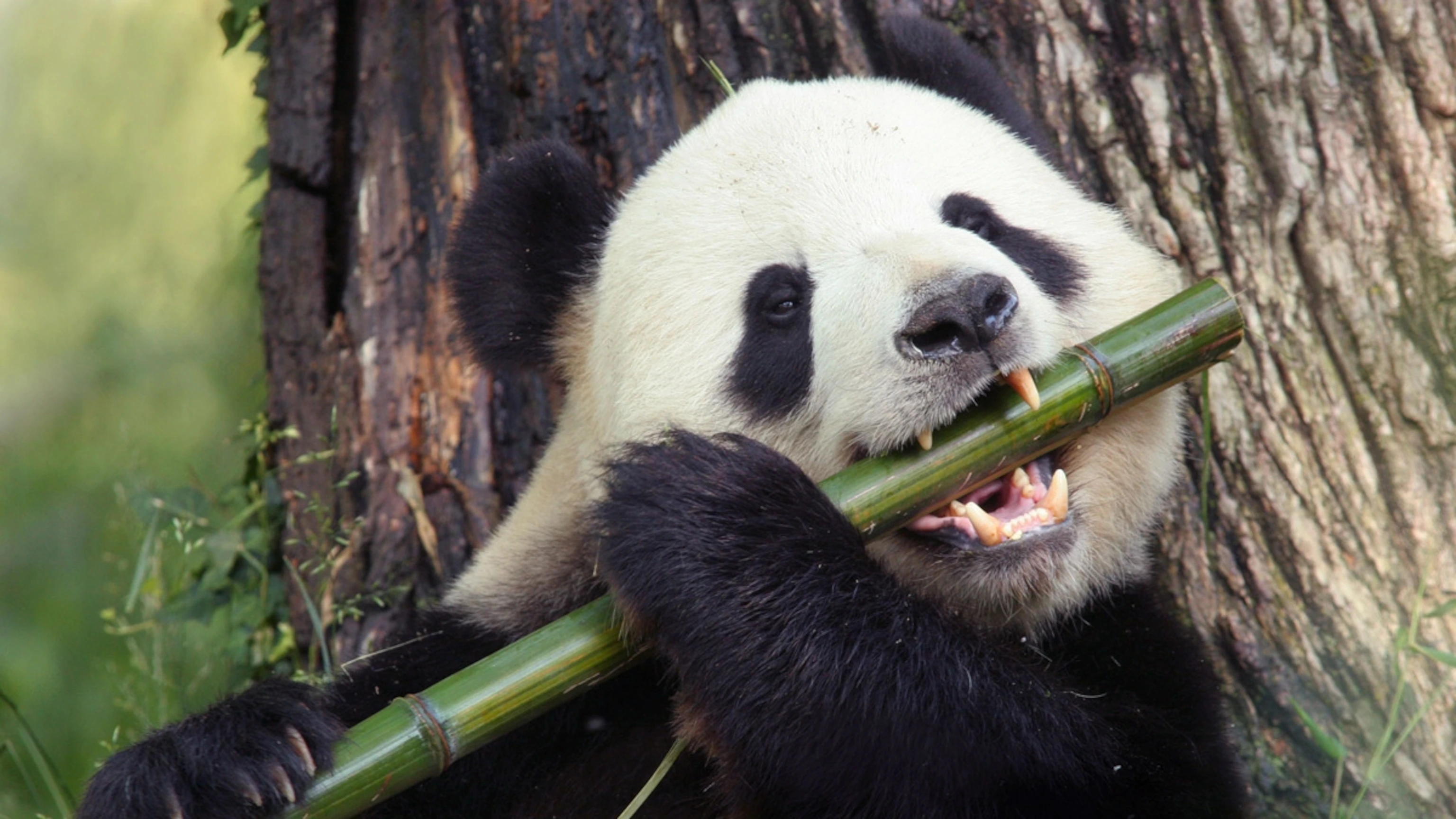 Panda!